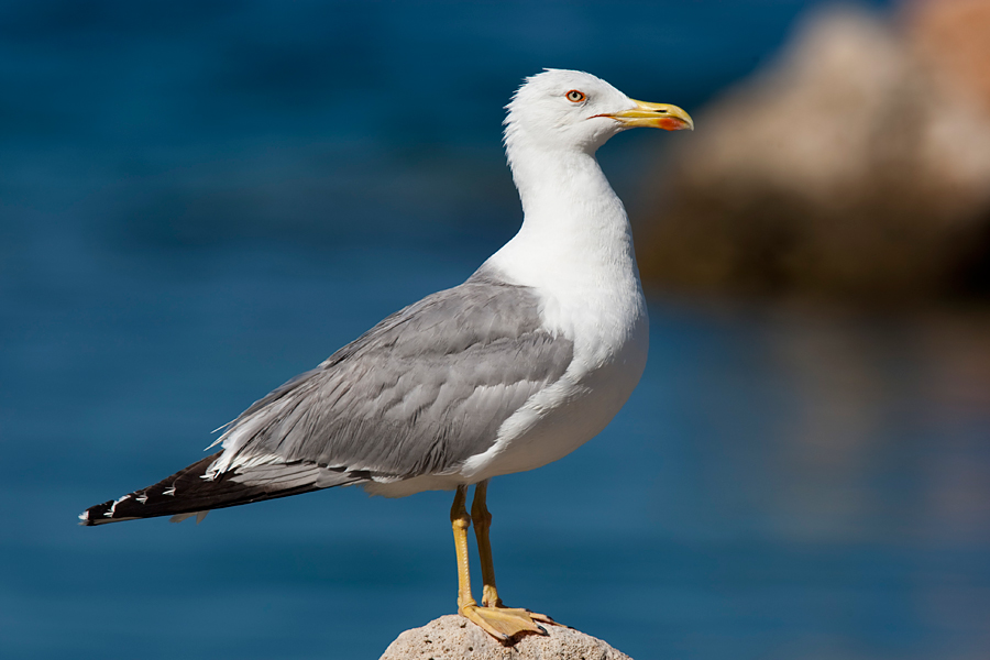 032 Mewa biaĹ‚ogĹ‚owa